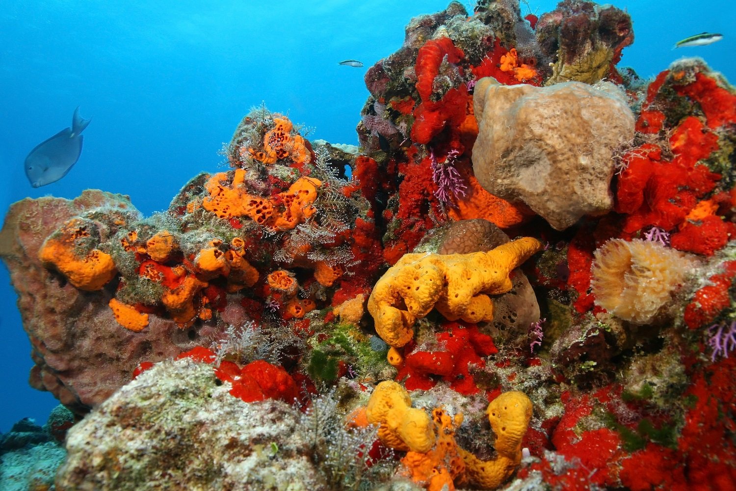 Sea_Sponges_Under_the_Sea_-_Edited.jpg