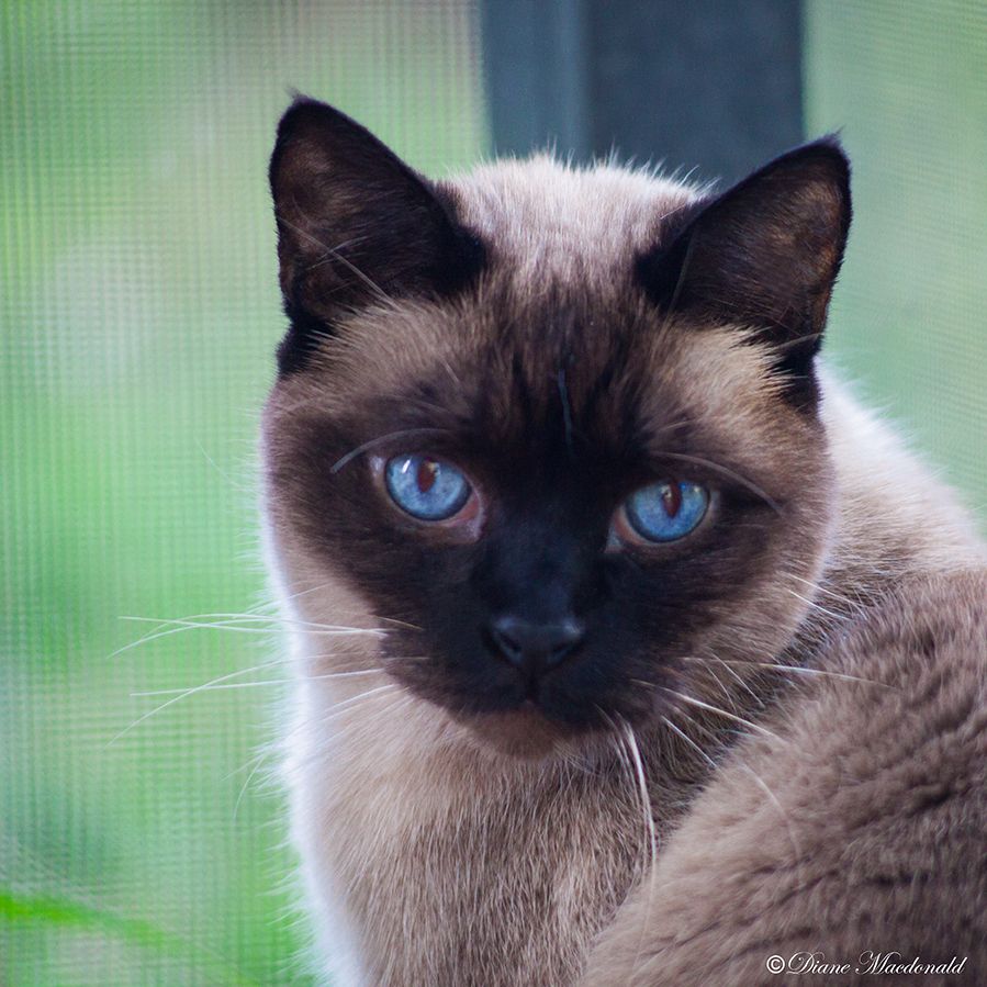 watson sealpoint siamese.jpg