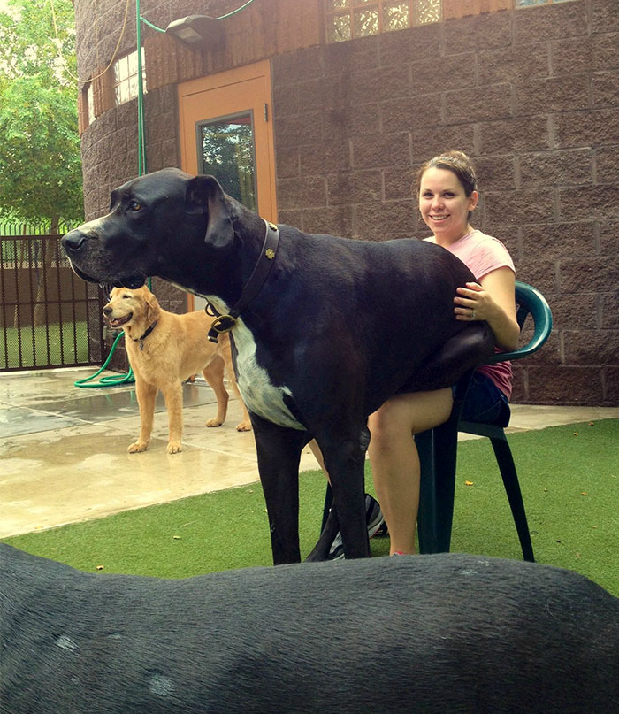 post-pictures-of-large-dogs-that-still-think-theyre-lap-dogs-100-5996cdda8dd70__700.jpg