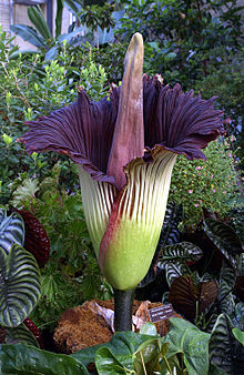 220px-Titan-arum1web.jpg