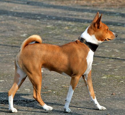 Basenji_Profile_(loosercrop).jpg