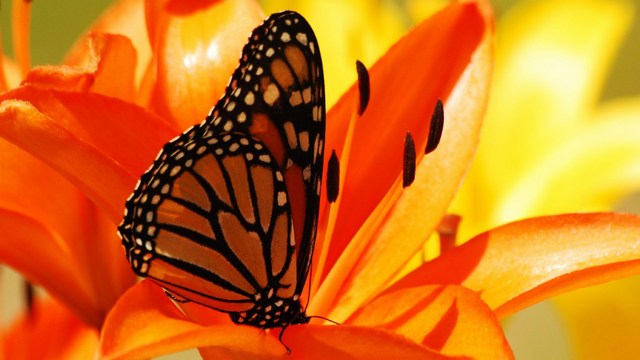 mini-butterfly-images (32).jpg