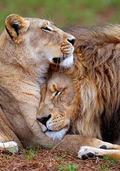 a8de2534f5590966b0c7e6b0eb42b324--lion-love-a-lion.jpg