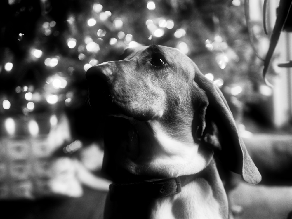 hound-dog-christmas.jpeg