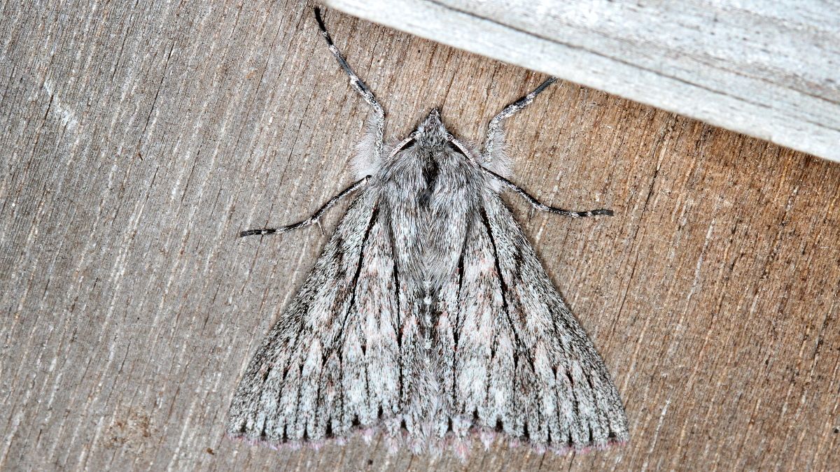 Cyneoterpna wilsoni BY MV Light Tas 2017-10-03.jpg