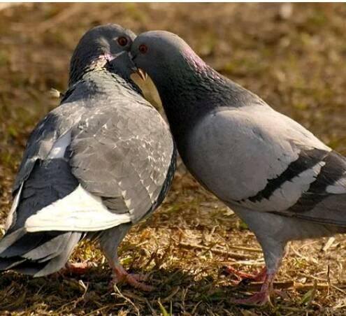 Dove Merpati Steemit