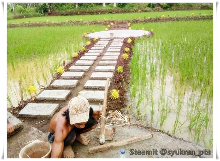 sawah indah 1.jpg