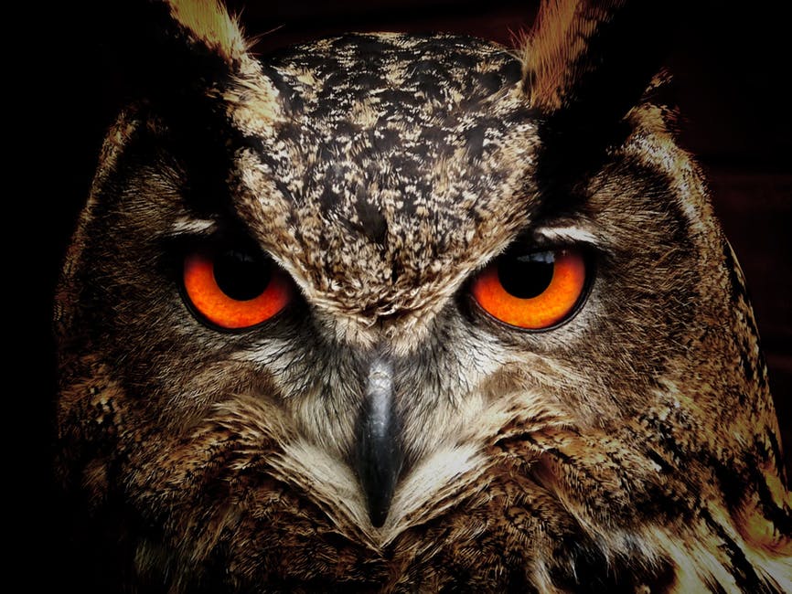 owl-bird-eyes-eagle-owl-86596.jpg