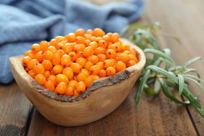 Sea-Buckthorn-The-Superfood-You’ve-Probably-Never-Heard-Of-3.jpg