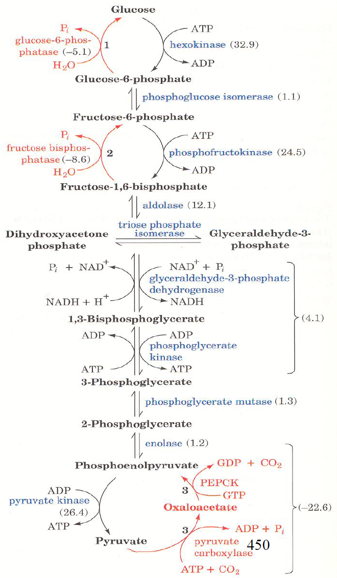 gluconeogenesis.PNG