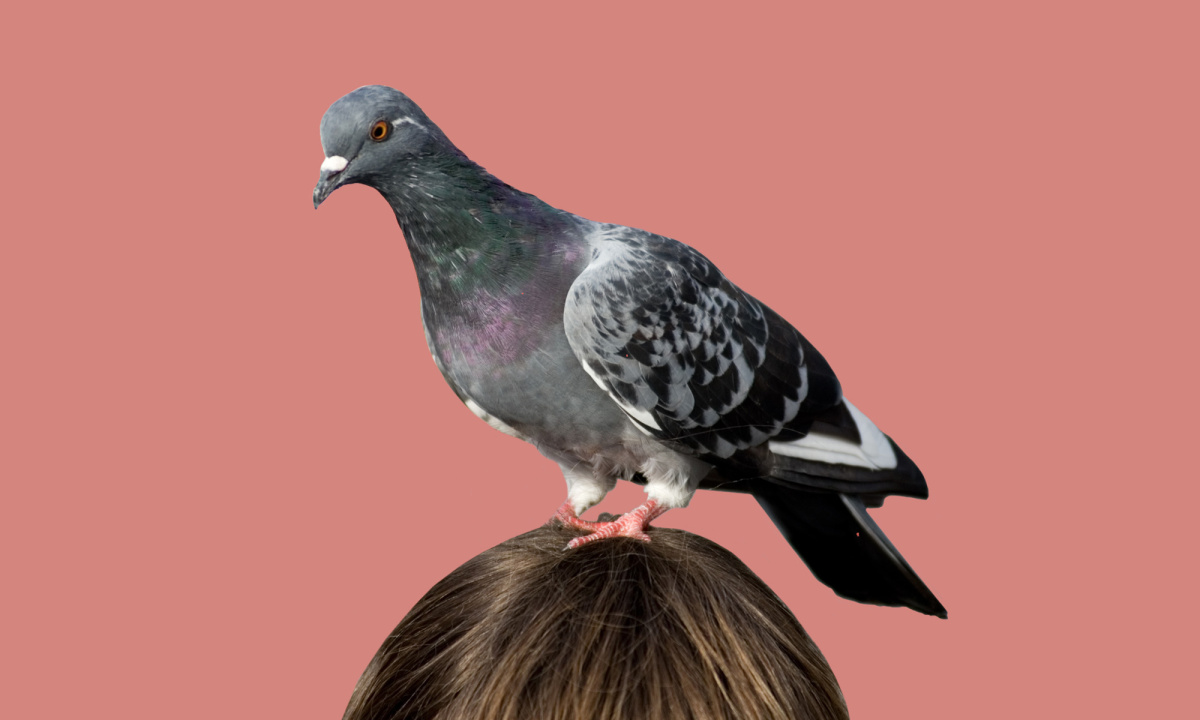 featured_art_pigeon.jpg