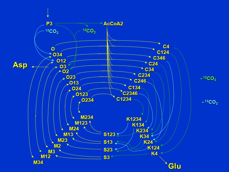 MetabolicFluxAnalysis14.jpg