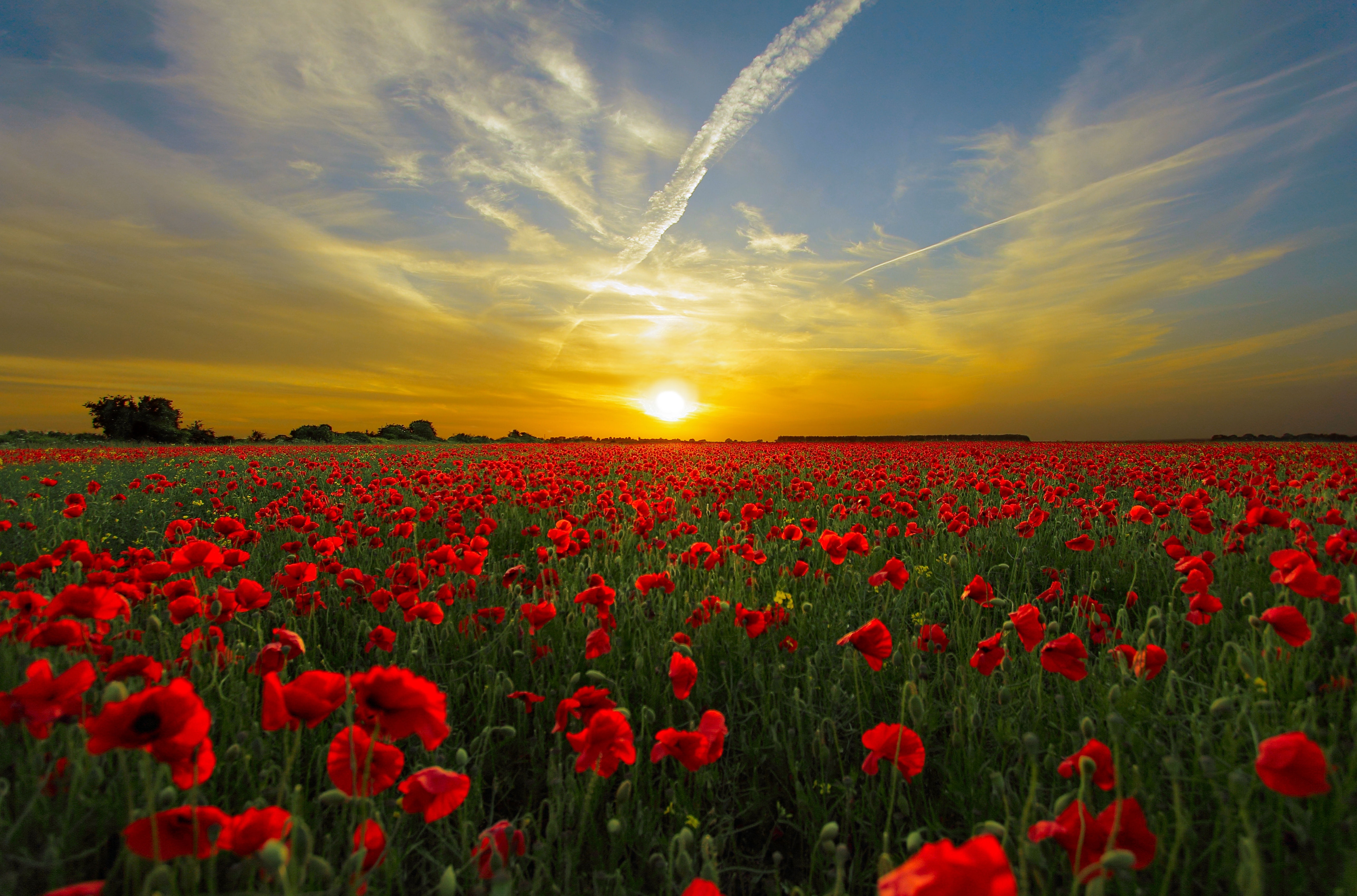 Poppy Field.jpg