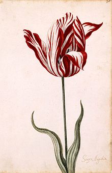 220px-Semper_Augustus_Tulip_17th_century.jpg