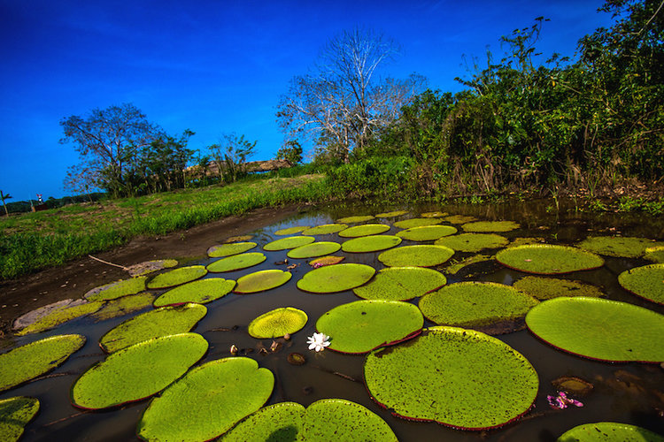 How+deep+is+the+Amazon+River.jpg