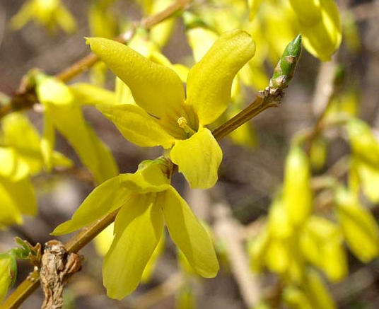 42+ Baru Bunga Forsythia, Gambar Bunga