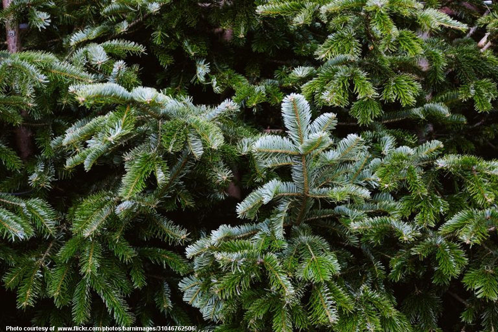 Pine Branches Close-up-001-111716.jpg