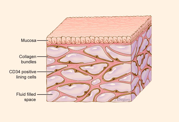 interstitium.jpg