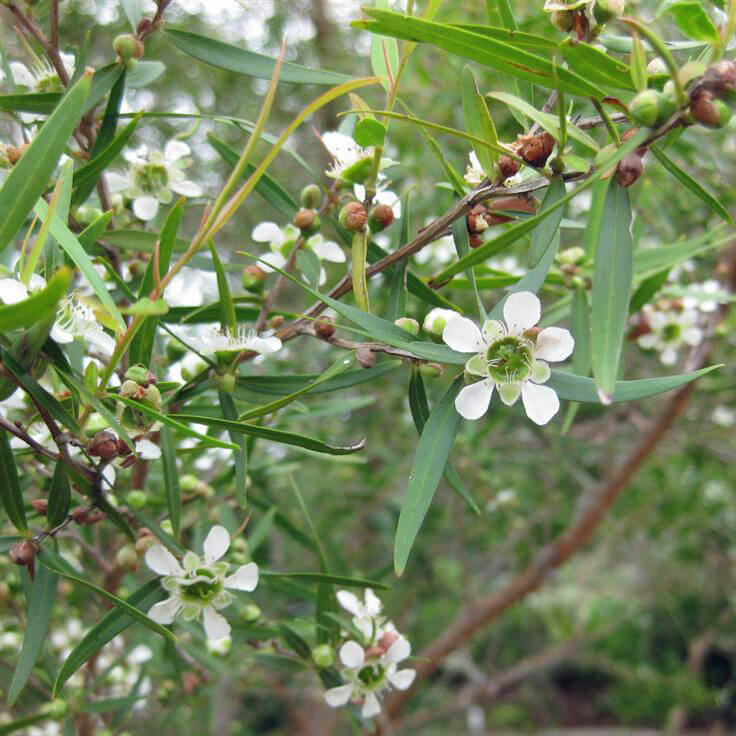Lemon-Tea-Tree-736.jpg