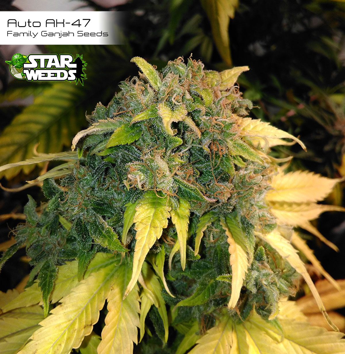 Star-Weeds---Auto-ak47-familyganjahseeds2.jpg