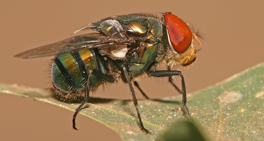 010518_SM_blowfly_main.jpg