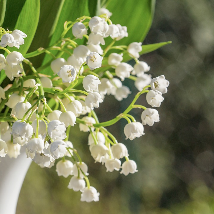 lily-of-the-valley-2437090_960_720.jpg