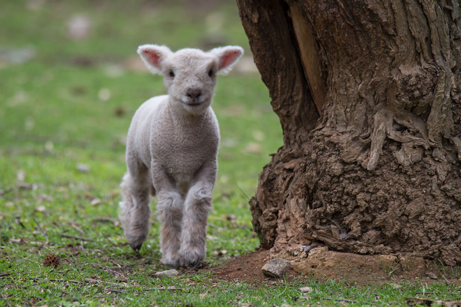 Raising Baby Doll Sheep Steemit