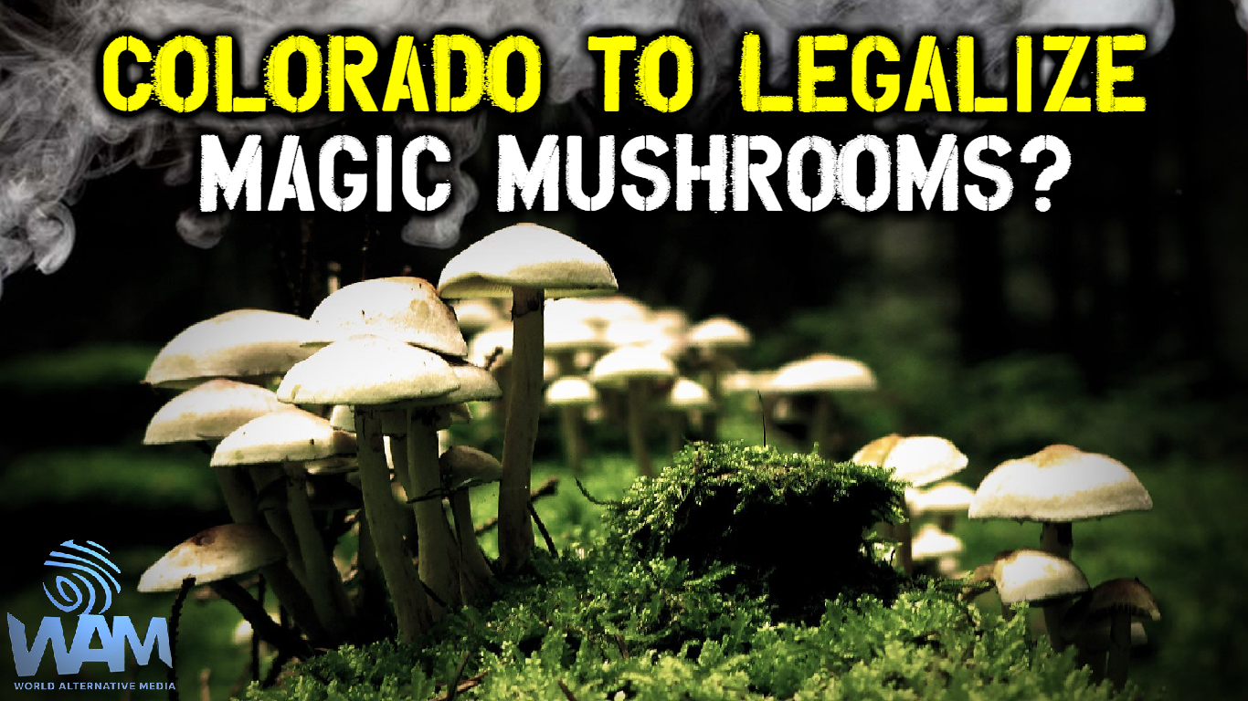 colorado to legalize magic mushrooms thumbnail.png