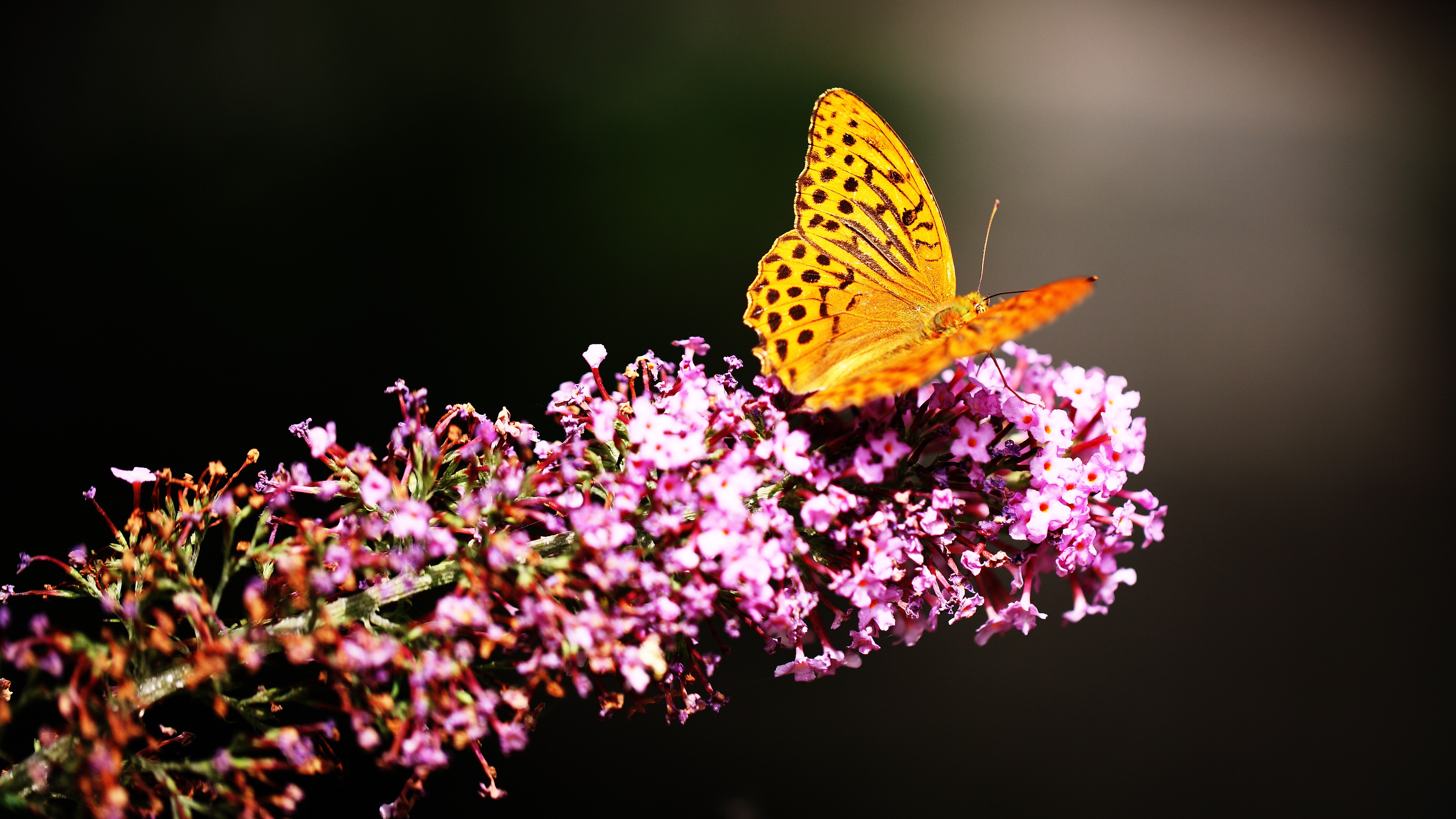 butterfly_in_botanic_garden-3840x2160.jpg