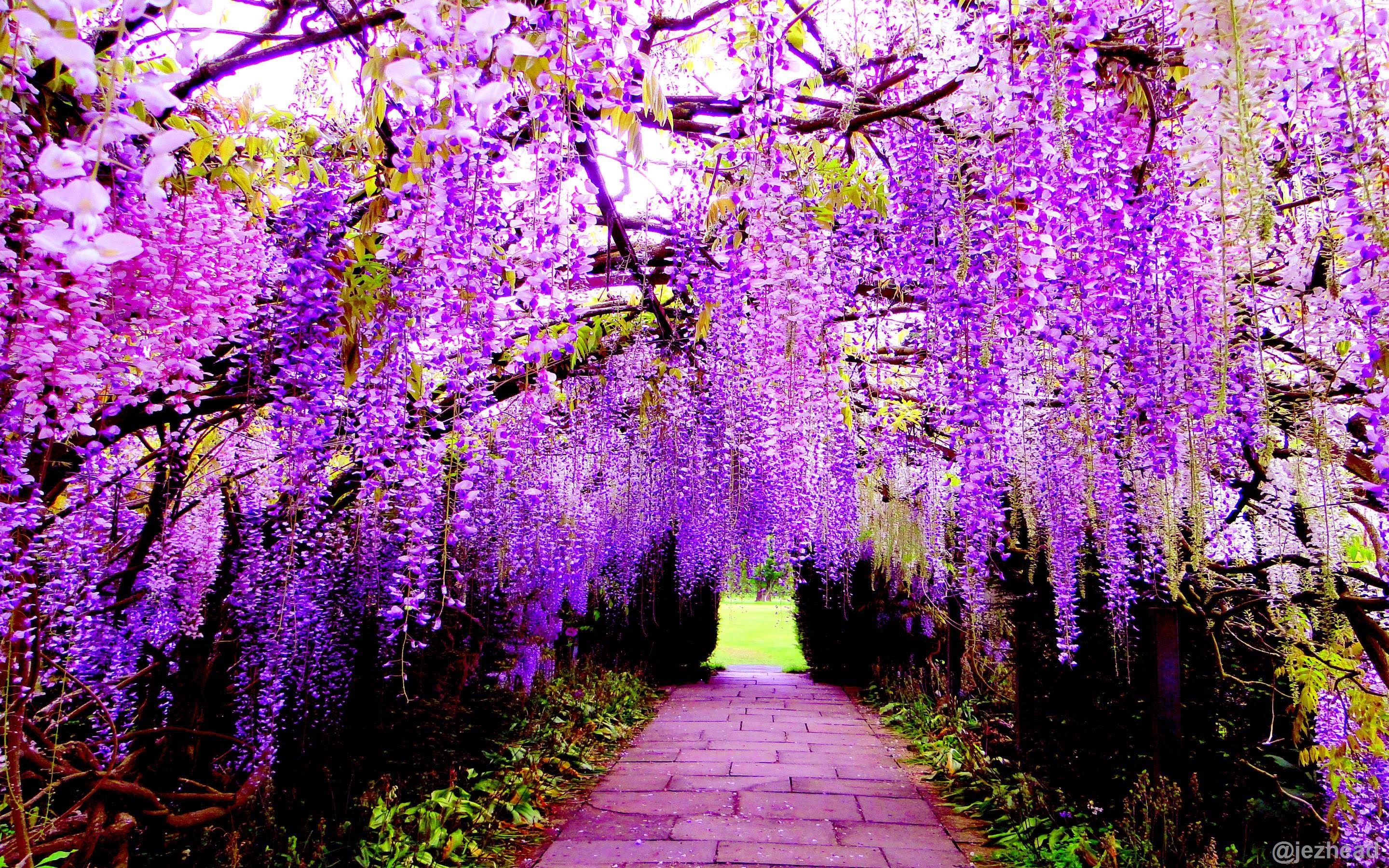 GARDEN ビューティフル Beautiful 📷ColorChallenge: SundayPurple Wisteria Tunnel At Kawachi
