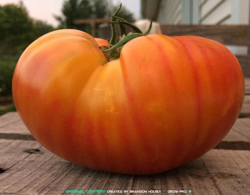 holsey-farm---heirloom-tomato.jpg