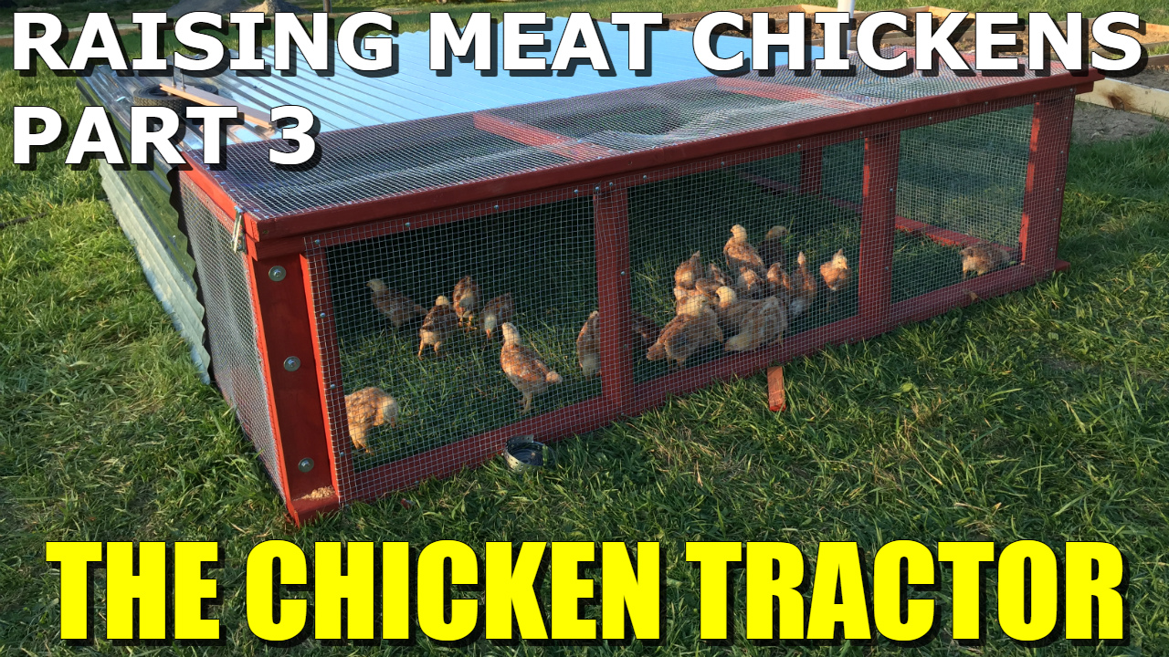 Raising Meat Chickens Part 2 The Chicken Tractor — Steemit