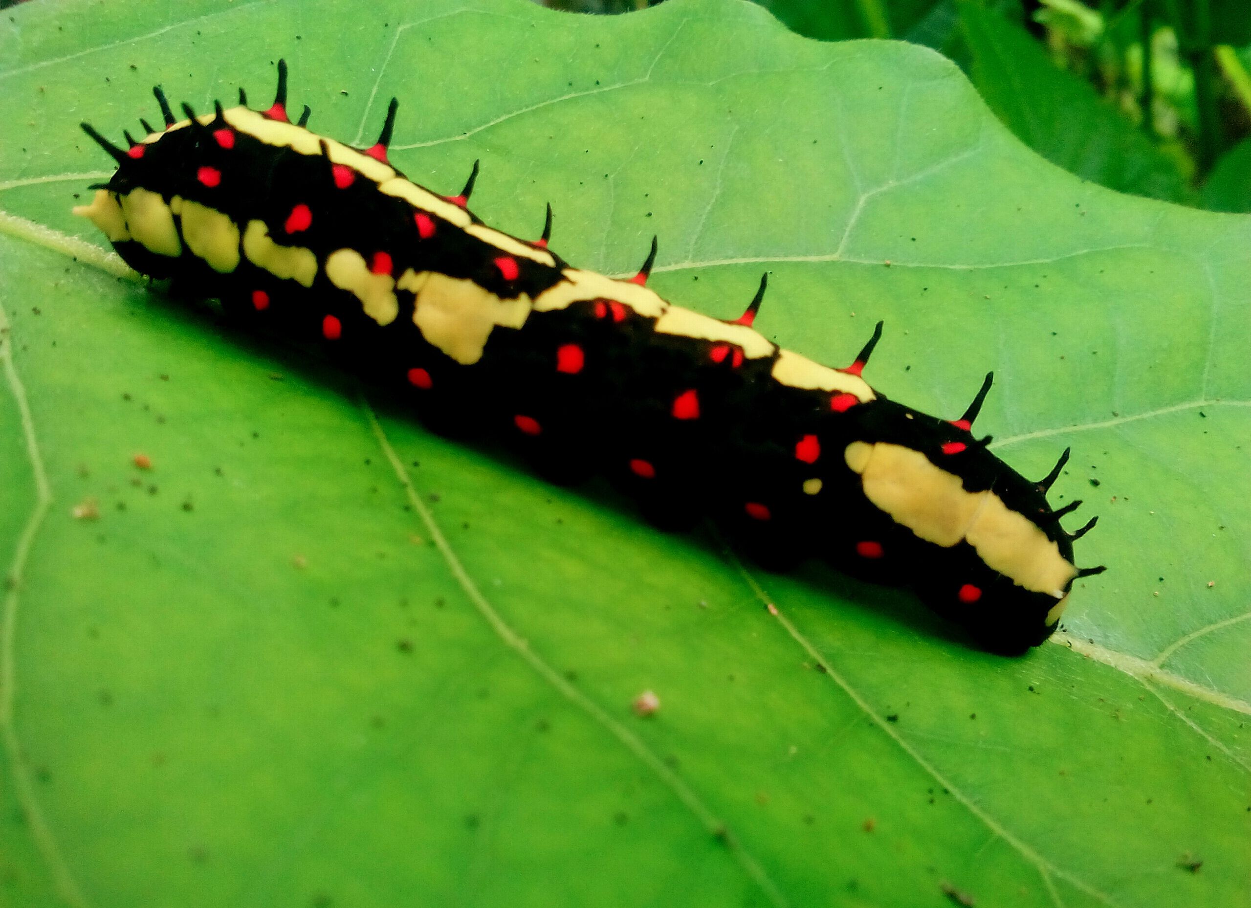 Mimicry in Butterflies: The Muse, the Palette and the Artist