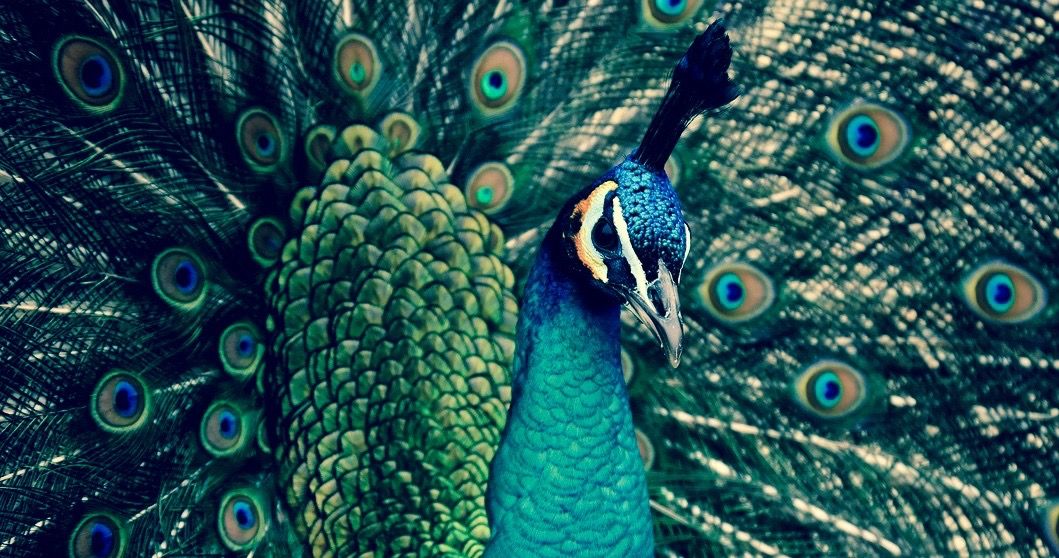 peacock-solemn.jpg
