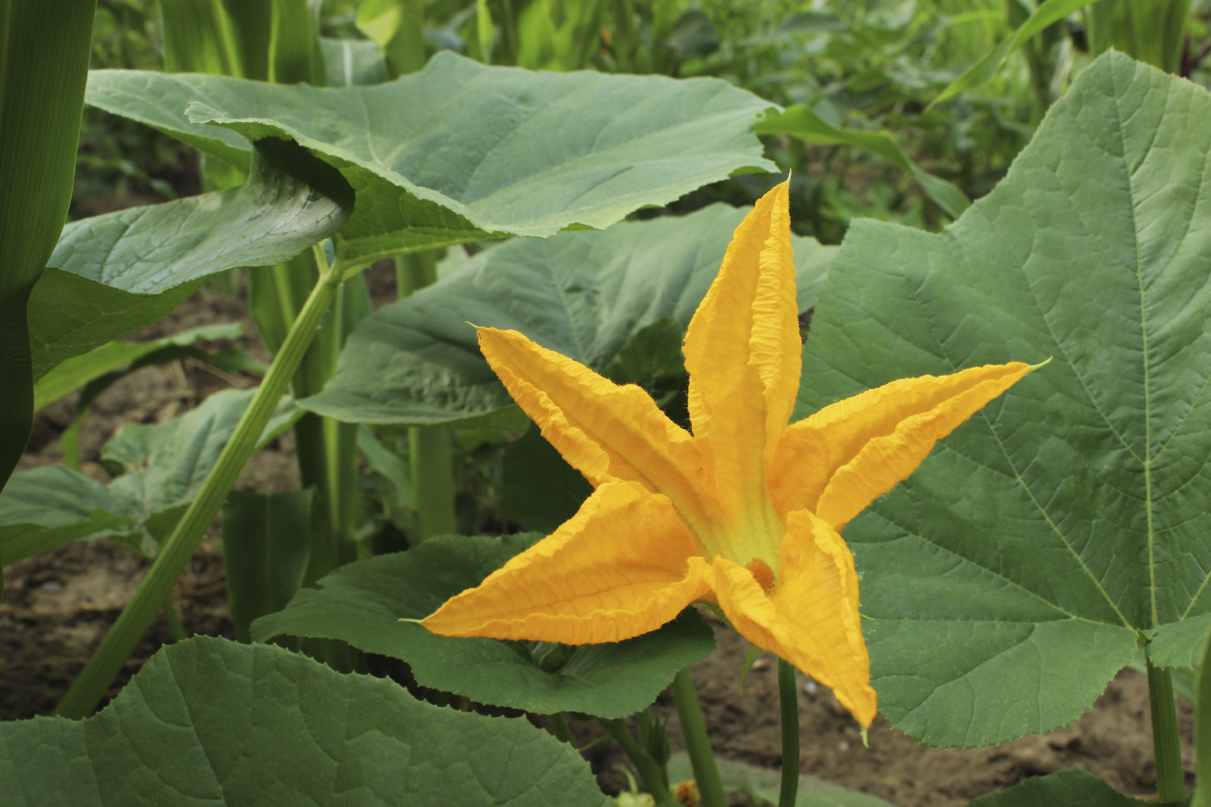 pumpkin-flower.jpg