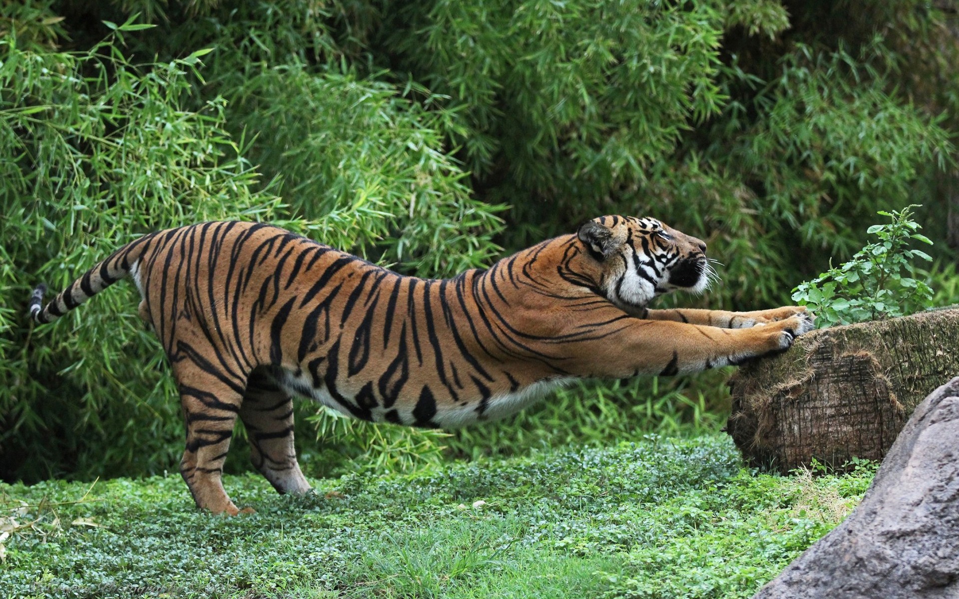 Tiger.jpg