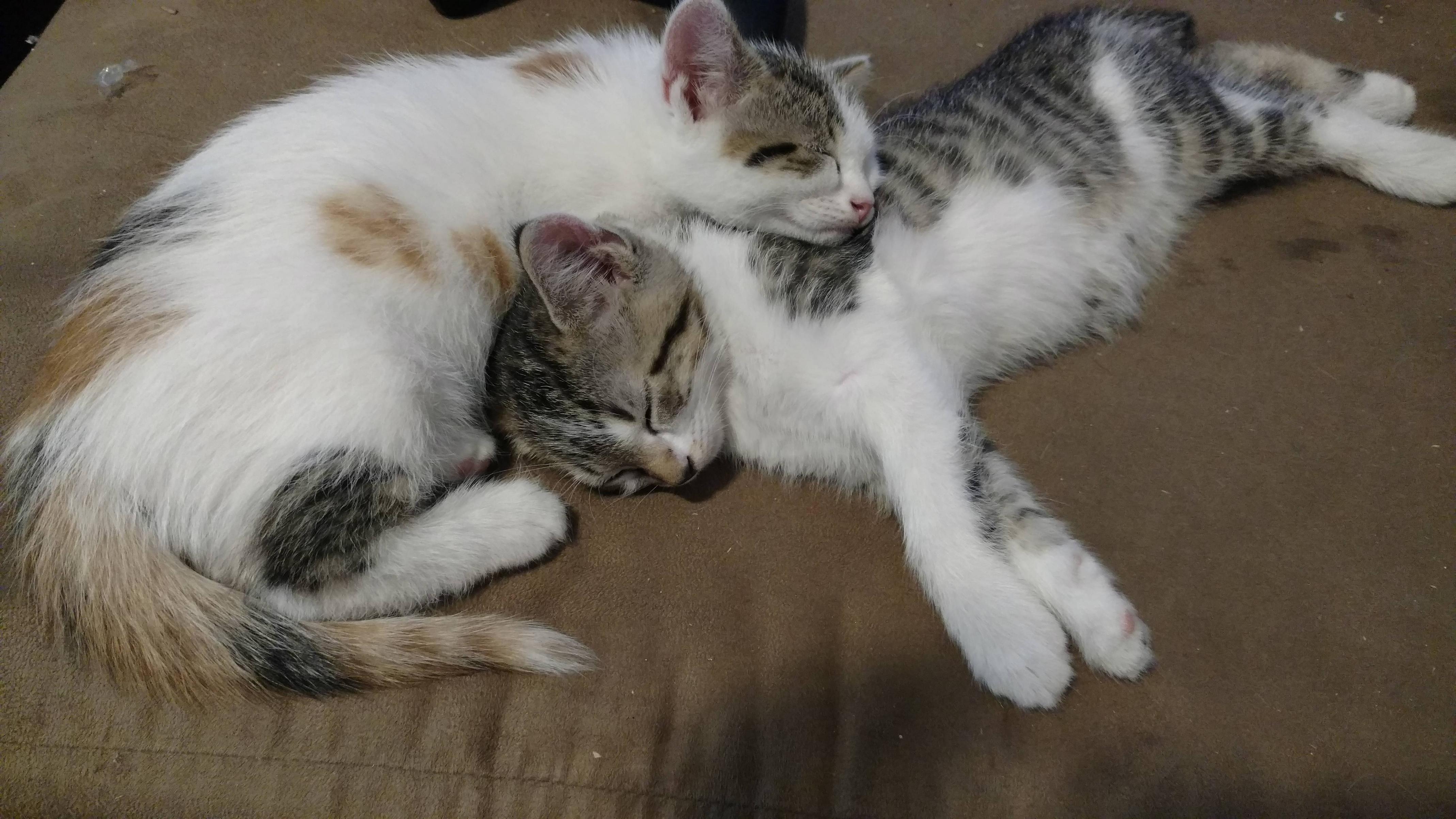 Two Cat Adopted These Fierce Attack Kittens A Week Ago Reddit