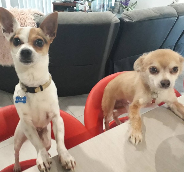 Dogs.jpg