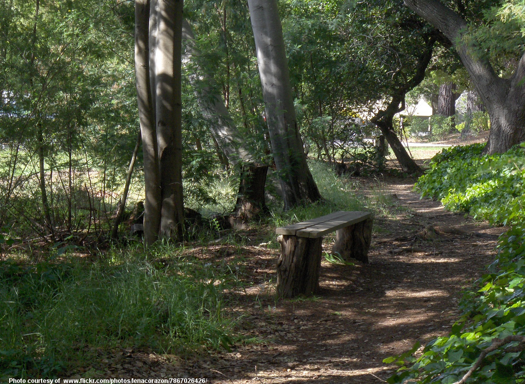 TrailsideBenchInSummerWoods-040217.jpg