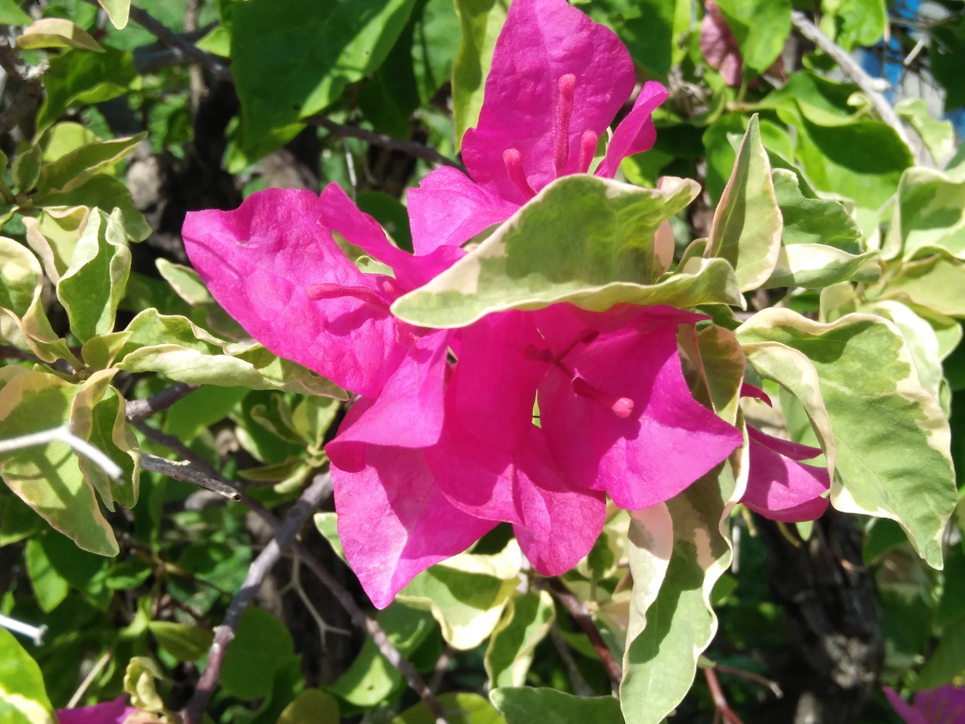 Pink & white bougainvillea (bunga kertas) — Steemit