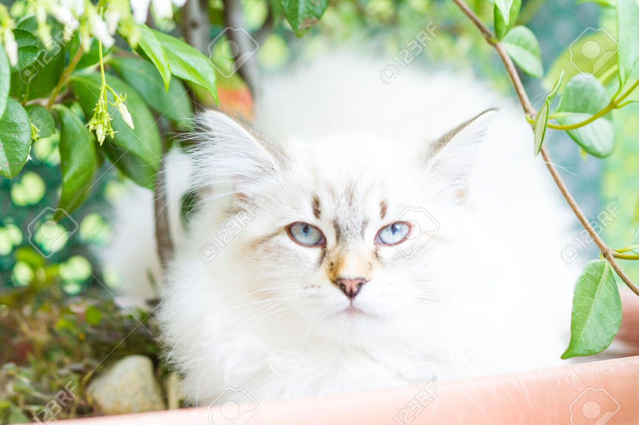 White Cat.jpg
