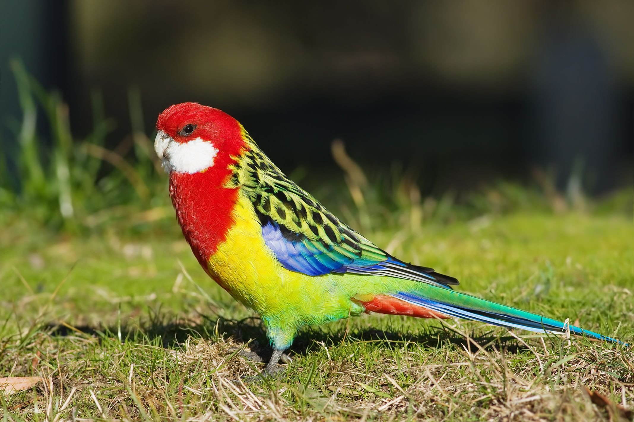 Eastern rosella wikipedia.jpg