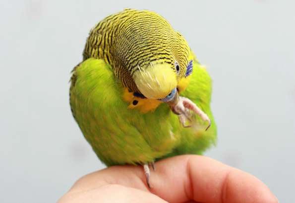 green-budgie-on-hand-chewing-foot.jpg