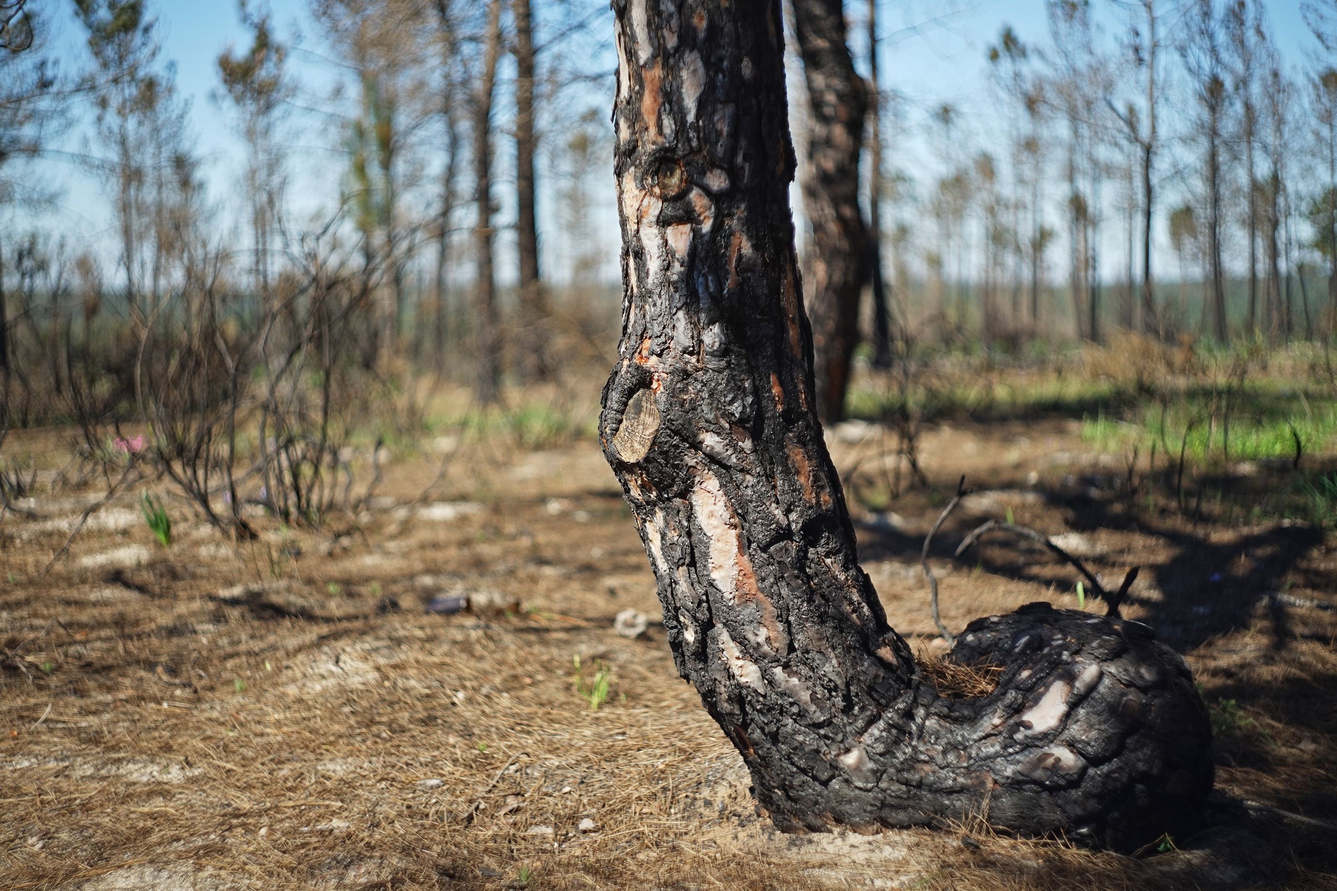 tree burned 1.jpg