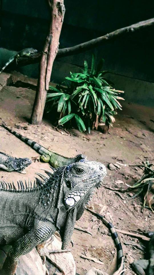 green iguana.jpg