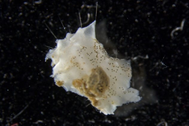 Plenaster-craigi.jpg