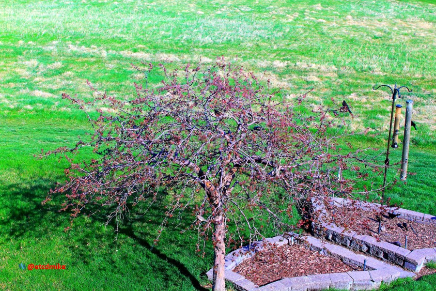 Indian Magic Flowering Crabapple IM-A26-0019.JPG