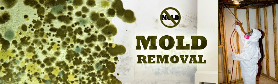 Molds-Hidden-Dangers.jpg
