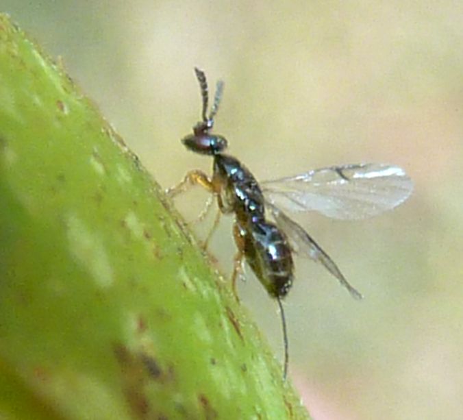 fig wasp, pollinating Ceratosolen_capensis_op_Ficus_sur,_Jan_Celliers_Park, attr JMK 3.0 unported.jpg