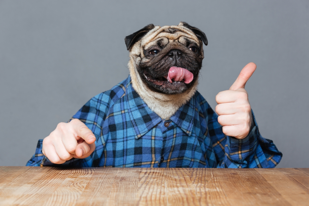 Optimized-funny-pug-dog-with-man-hands-showing-thimbs-up-PBZJ79E.jpg